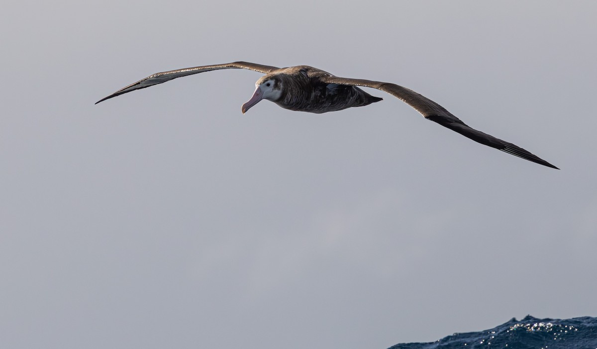 Albatros bidaiaria - ML641888750