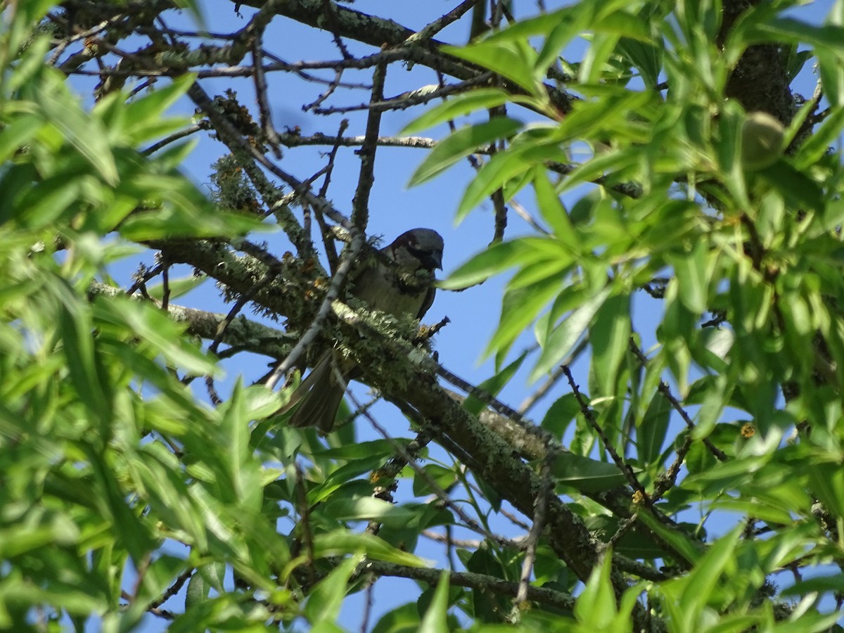 House Sparrow - ML641888761