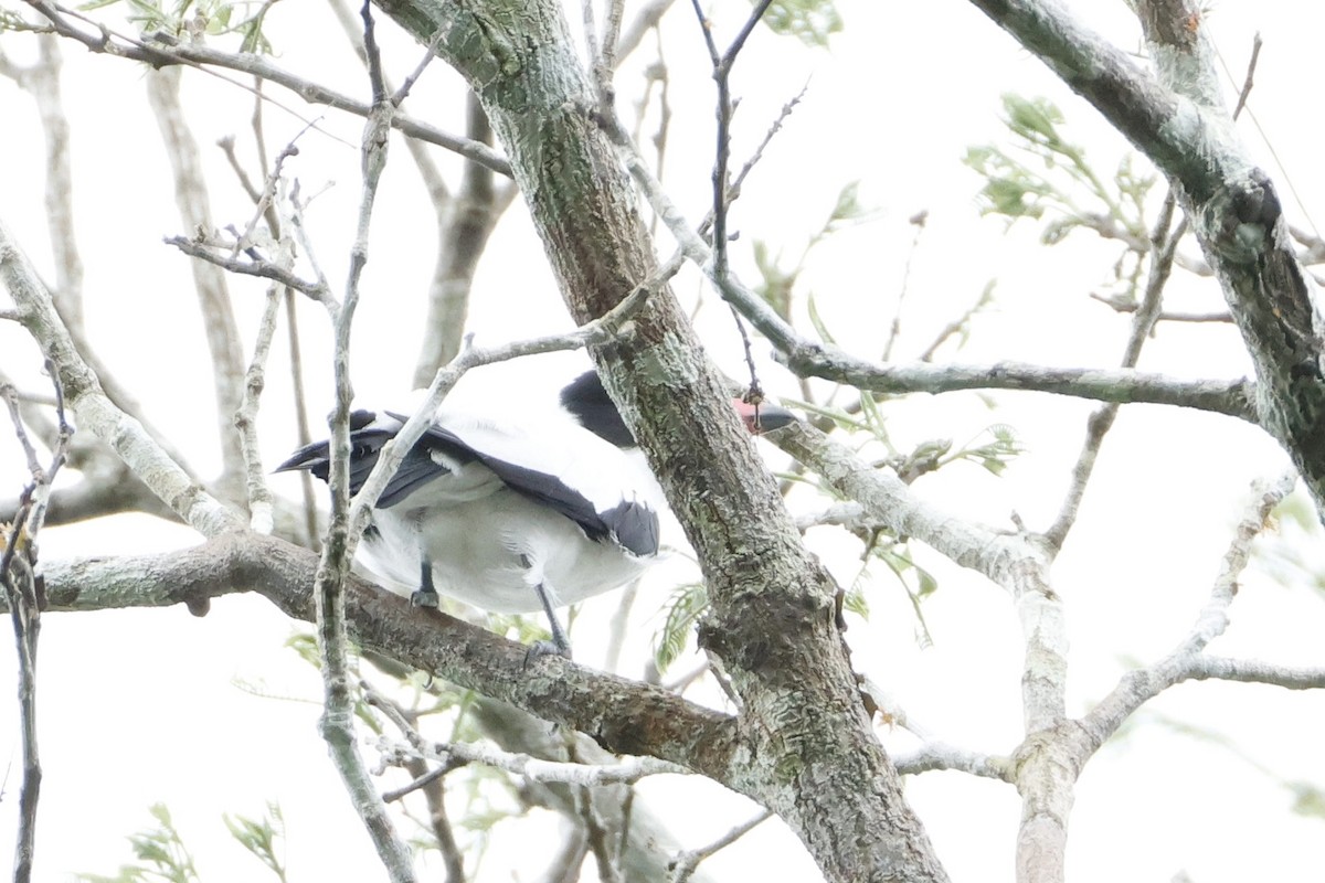 Black-tailed Tityra - ML641888773