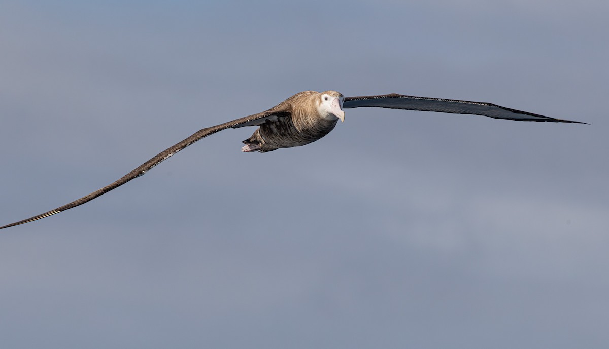 Albatros bidaiaria - ML641888781