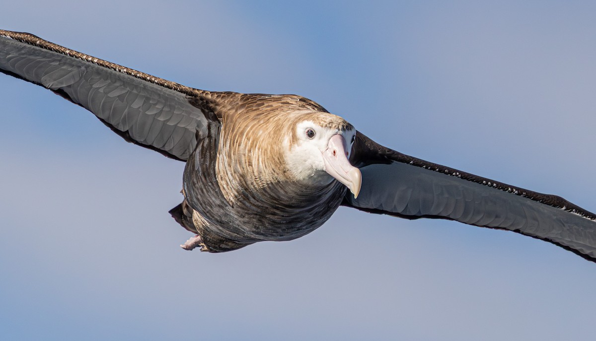 Albatros bidaiaria - ML641888782