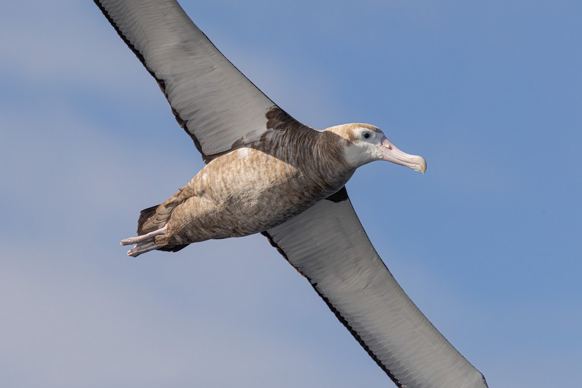 Albatros bidaiaria - ML641888783