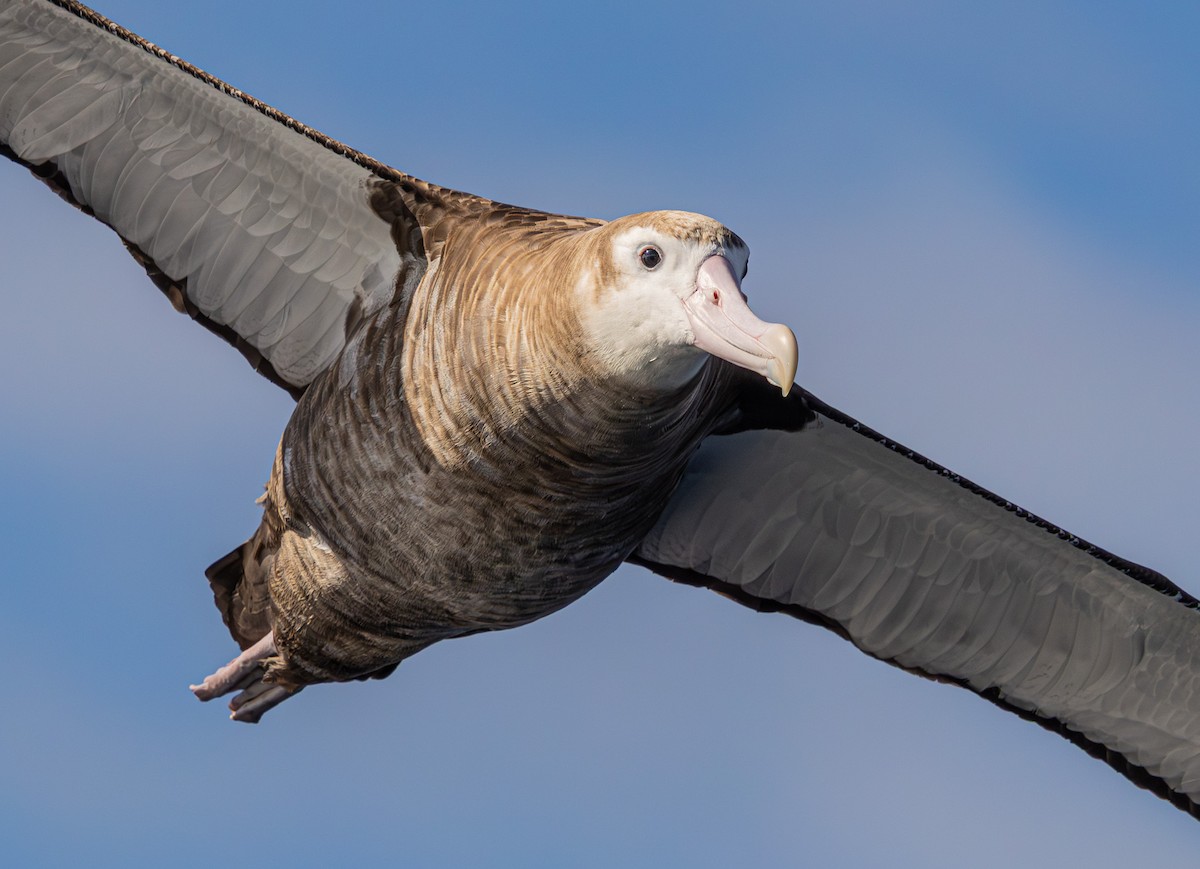 Albatros bidaiaria - ML641888784