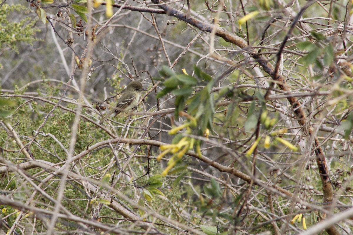 Western Flycatcher - ML641888798