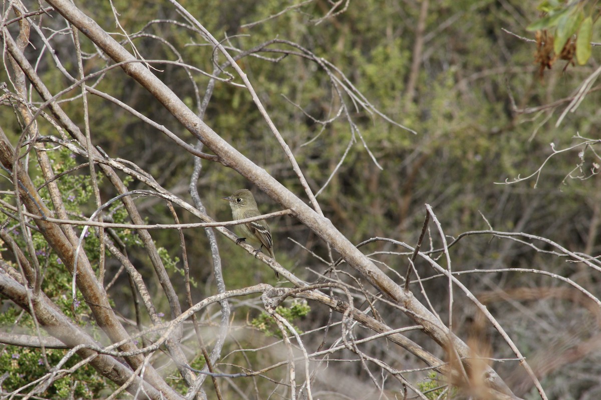 Western Flycatcher - ML641888801