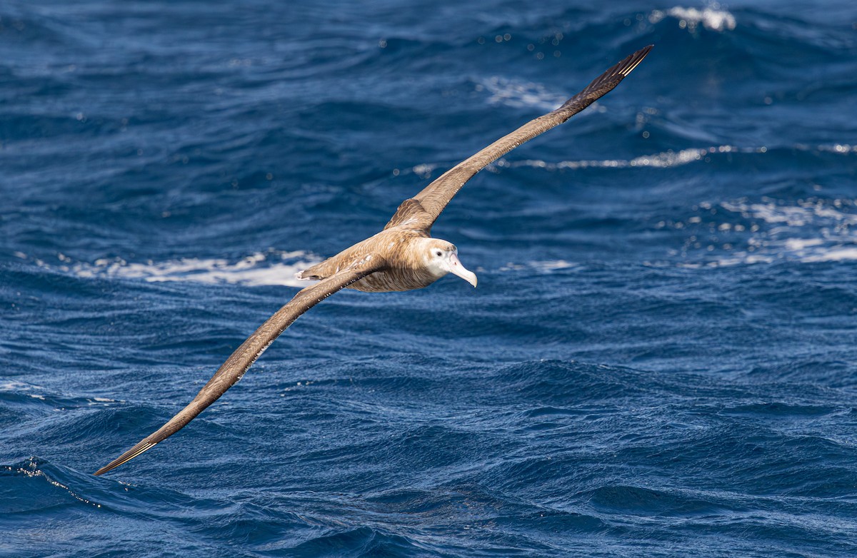 Albatros bidaiaria - ML641888802