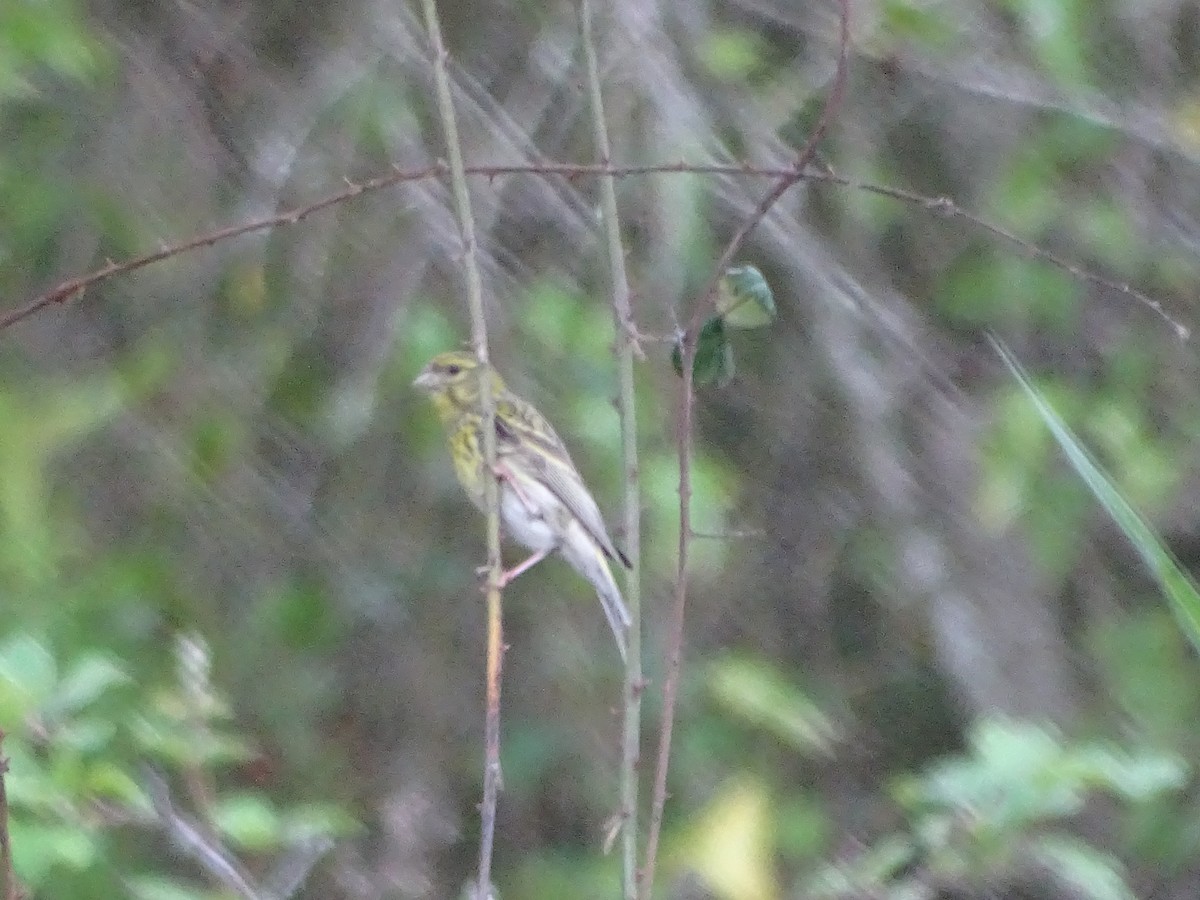 European Serin - ML641888807
