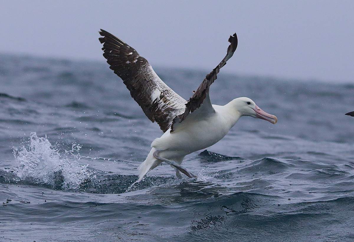 Southern Royal Albatross - ML641888809