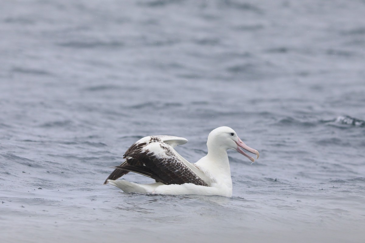 Southern Royal Albatross - ML641888810