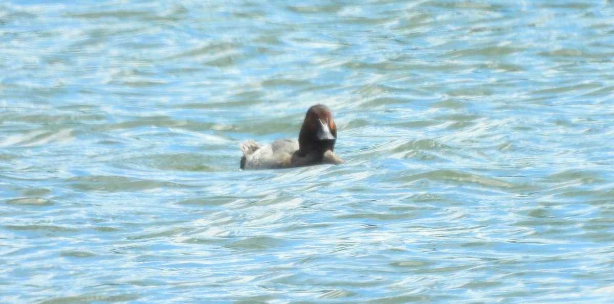 Common Pochard - ML641888815