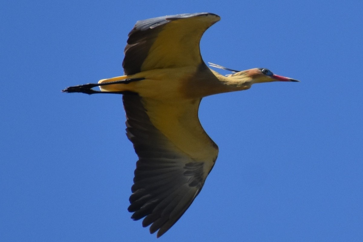 Whistling Heron - ML641888816