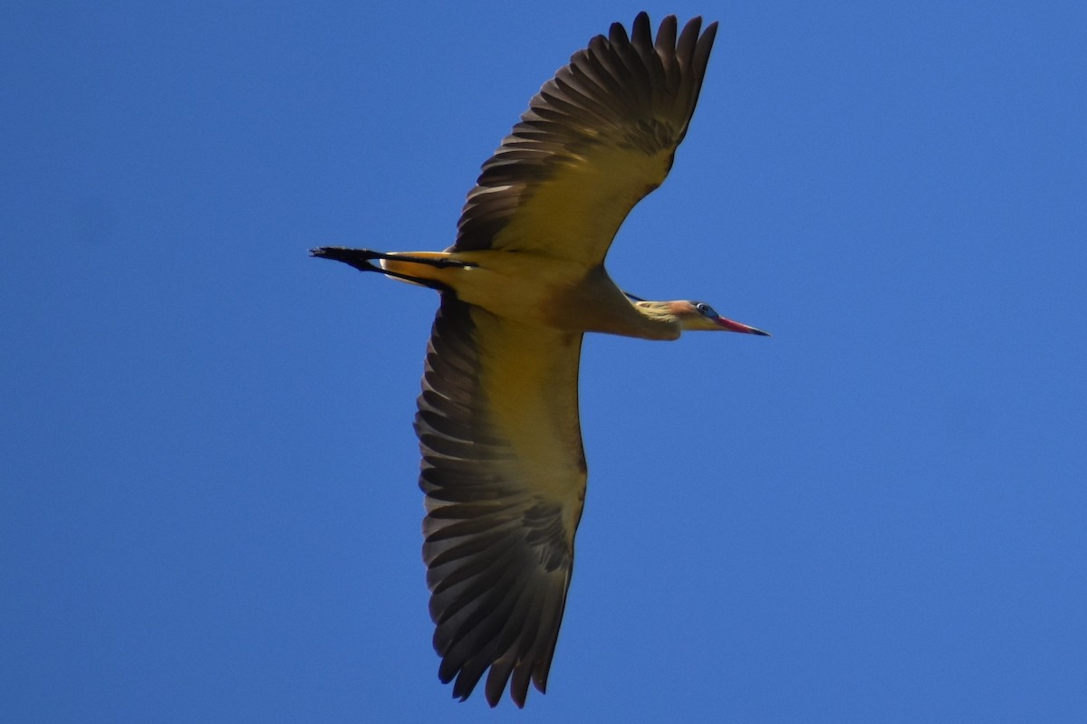 Whistling Heron - ML641888817