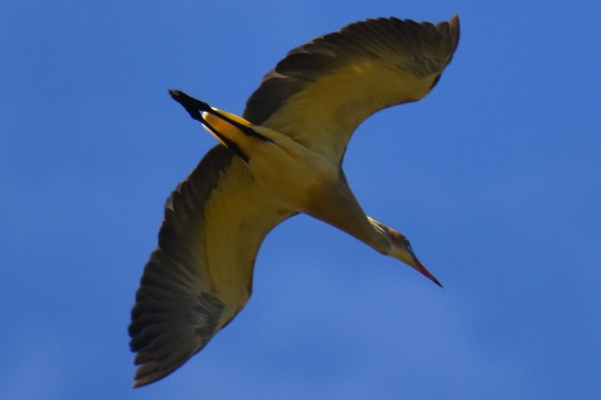 Whistling Heron - ML641888818