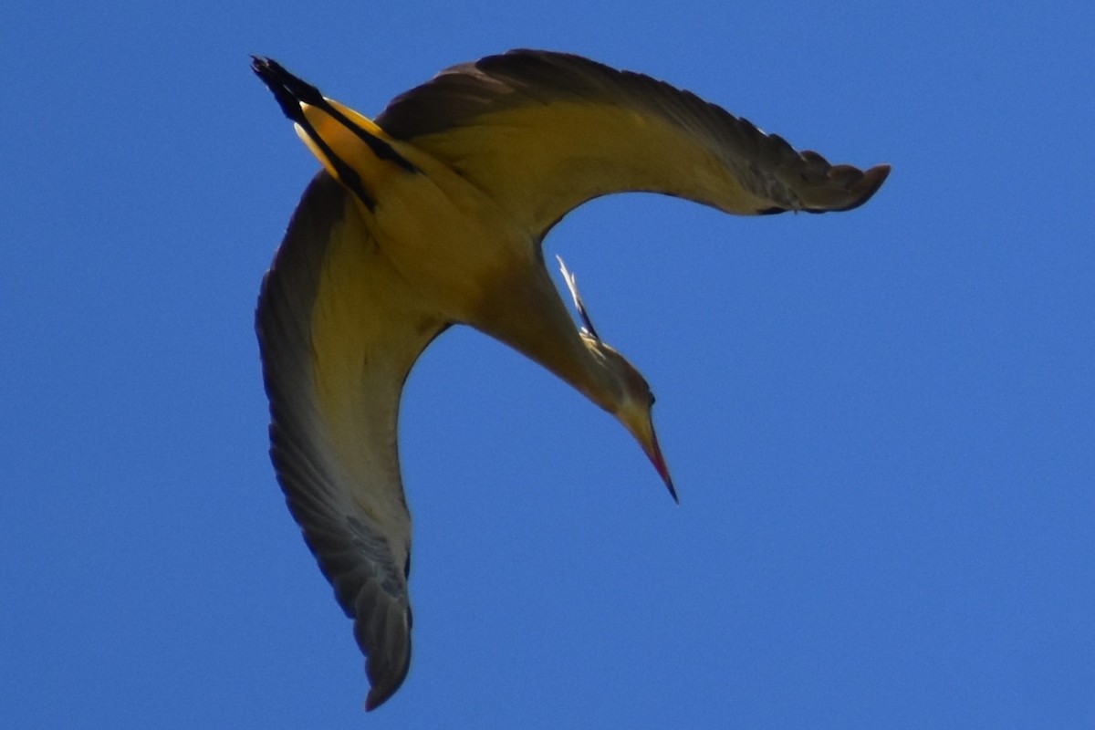 Whistling Heron - ML641888819