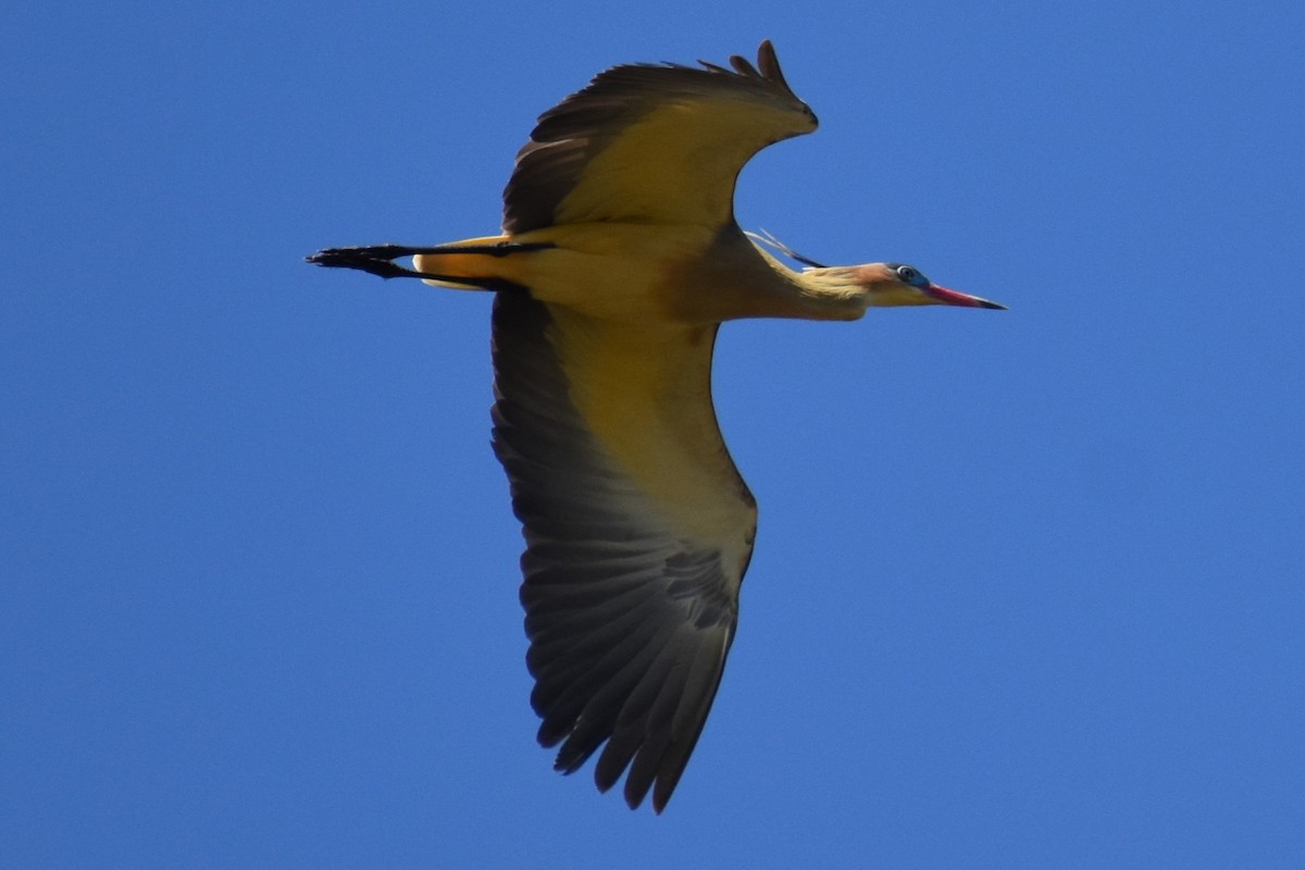 Whistling Heron - ML641888820
