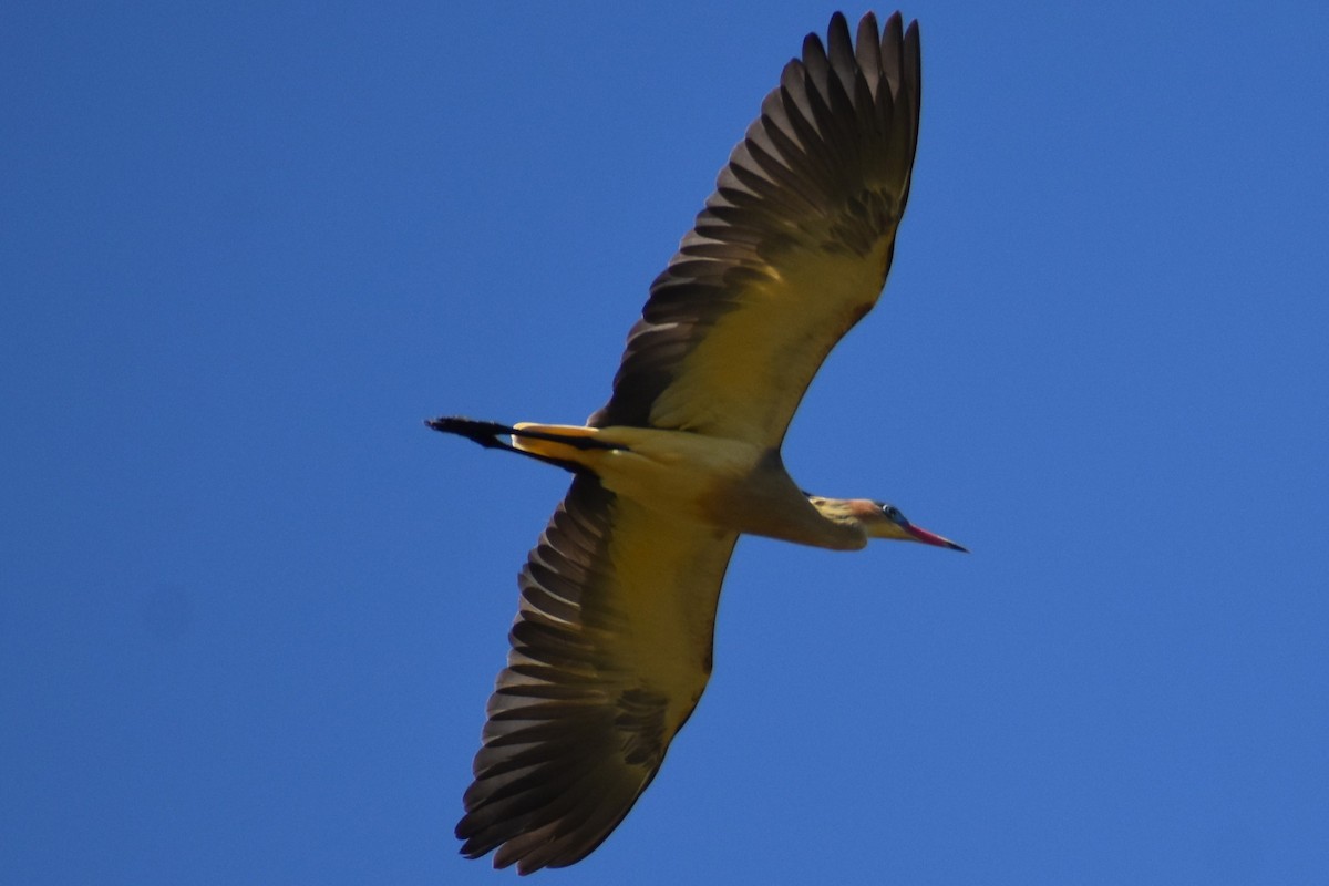 Whistling Heron - ML641888821