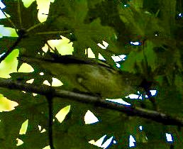 Chestnut-sided Warbler - ML641888824