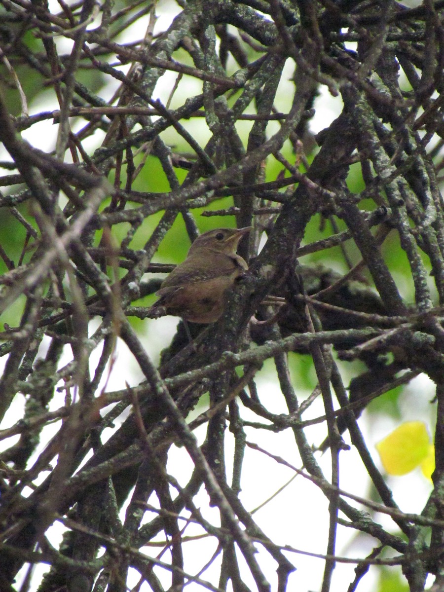 Southern House Wren - ML641888876