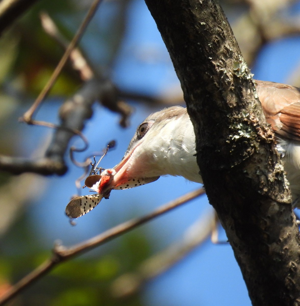 Yellow-billed Cuckoo - ML641888880