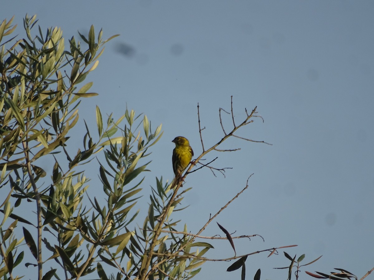 European Serin - ML641888886