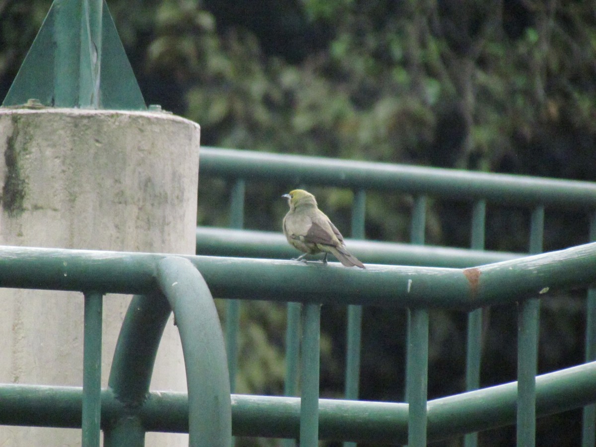 Palm Tanager - ML641888888