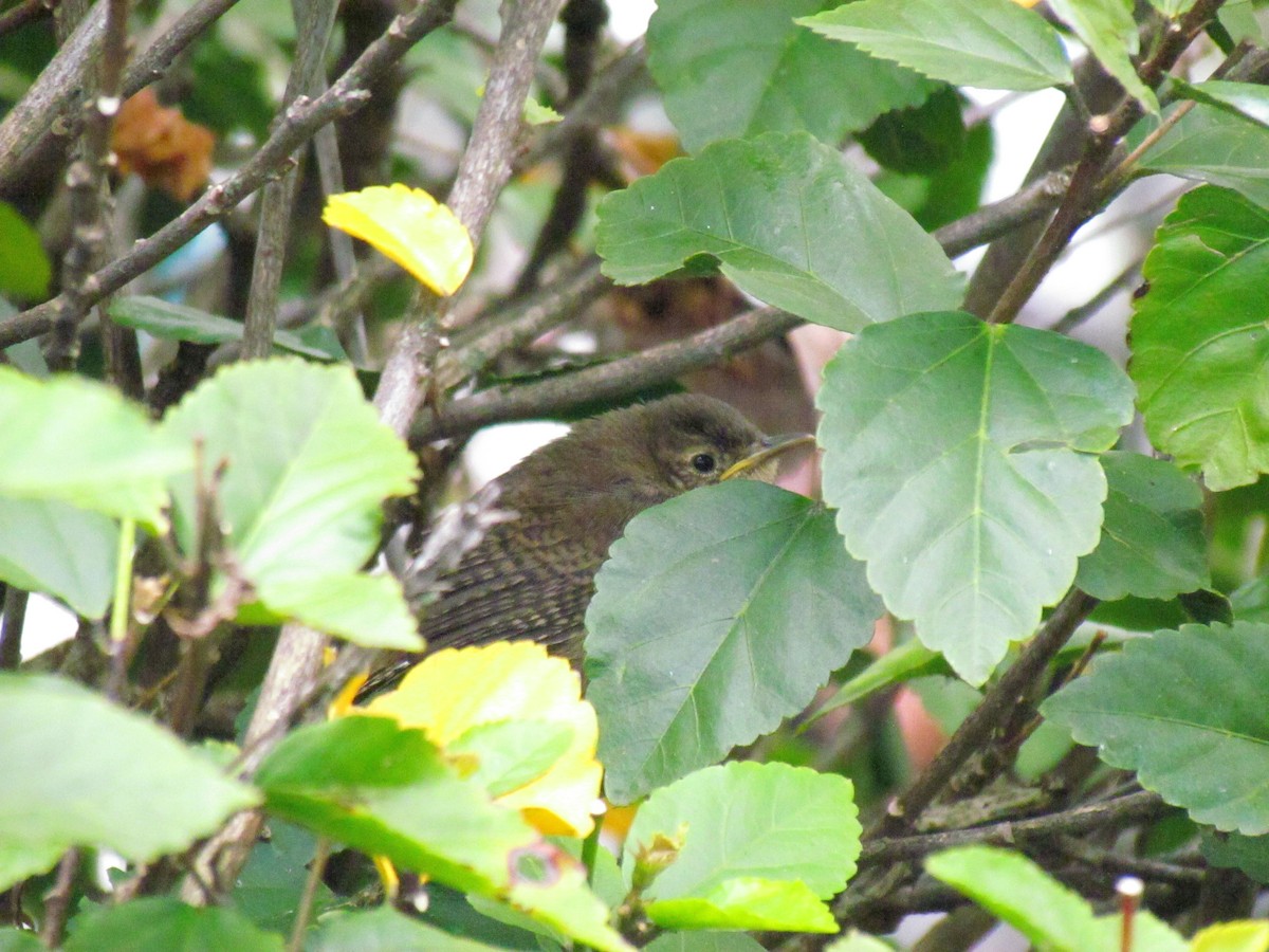 Southern House Wren - ML641888889