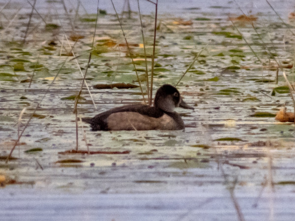 Ring-necked Duck - ML641888891