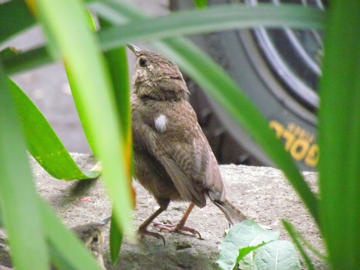 Southern House Wren - ML641888903