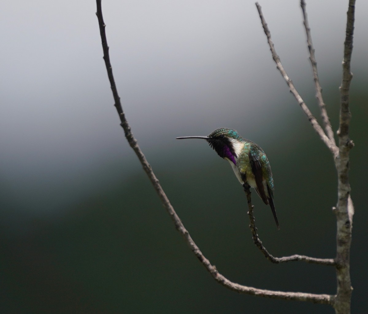 Beautiful Hummingbird - ML641888905