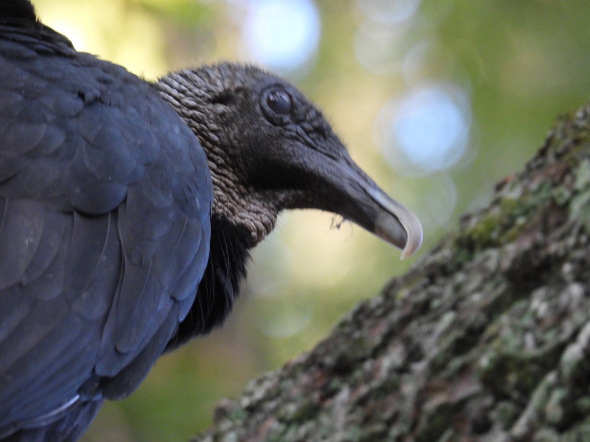 Black Vulture - ML641888911
