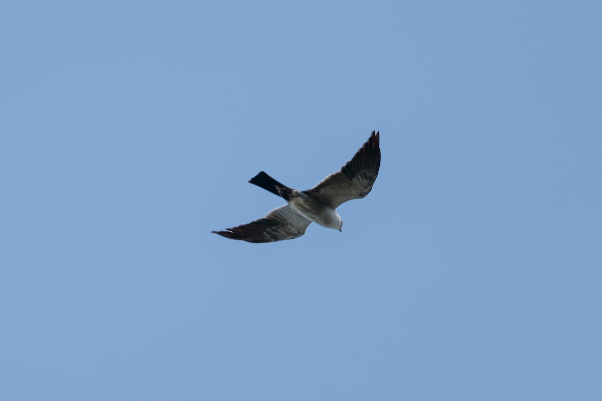 Mississippi Kite - ML641888927