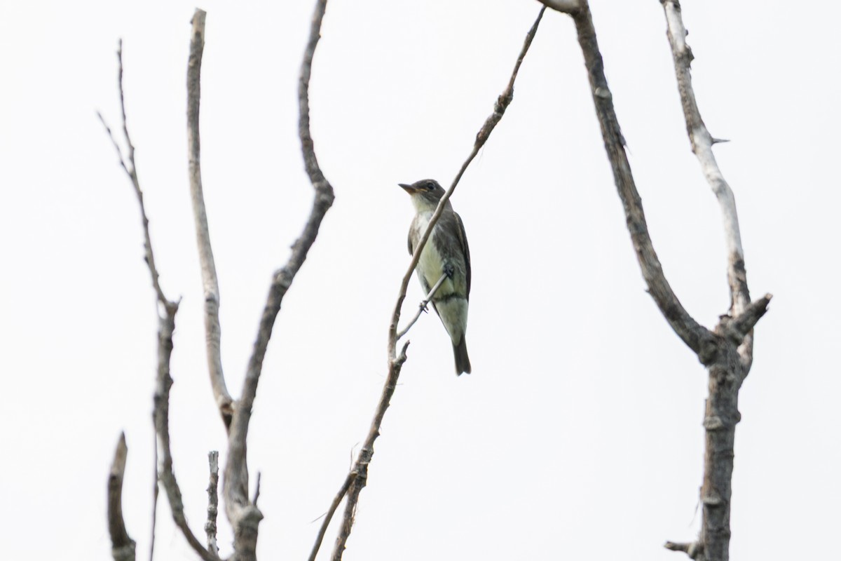 Olive-sided Flycatcher - ML641888932