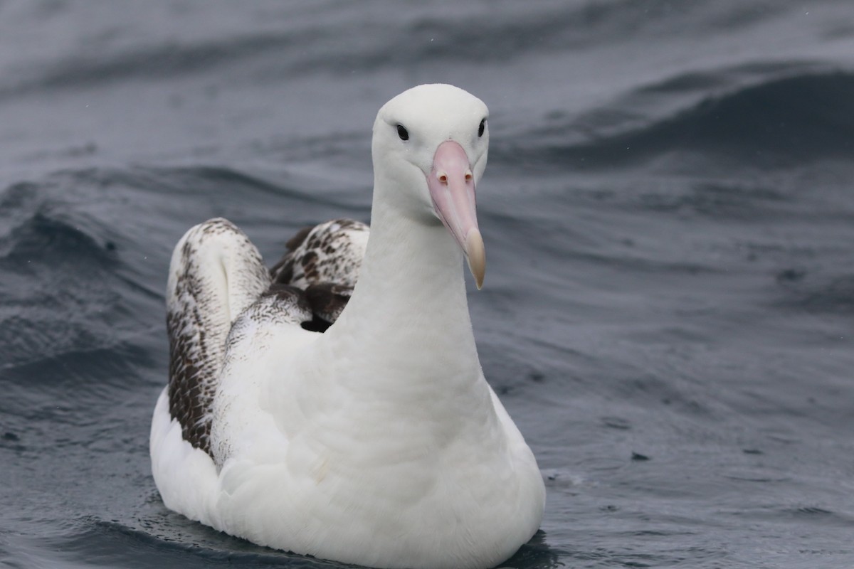 Southern Royal Albatross - ML641888933