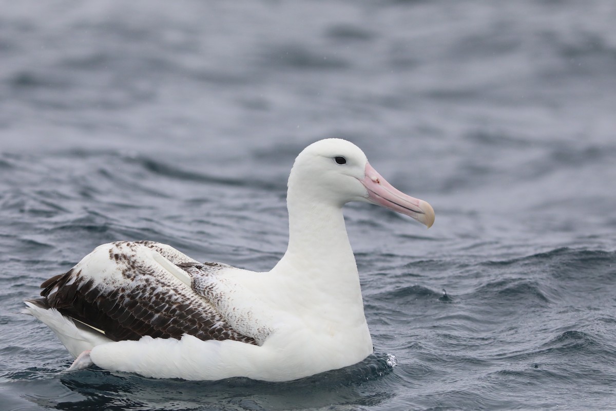 Southern Royal Albatross - ML641888934