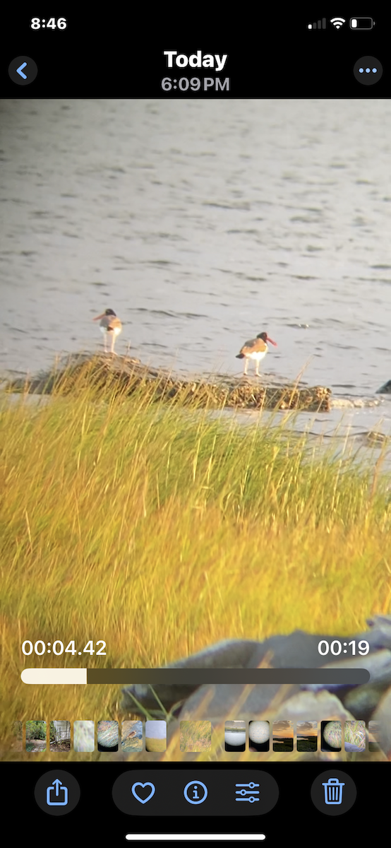 American Oystercatcher - ML641888966