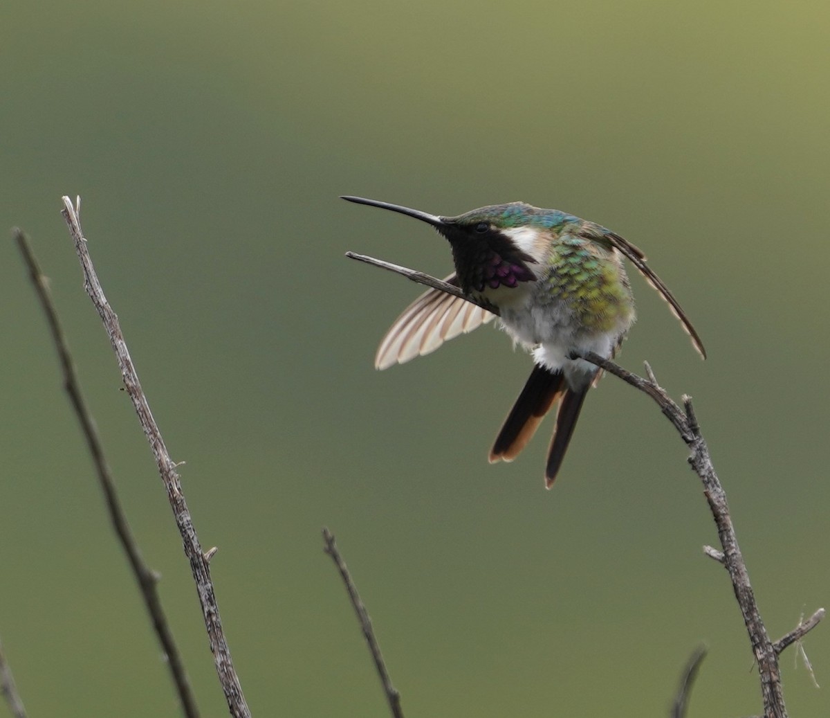 Beautiful Hummingbird - ML641888967