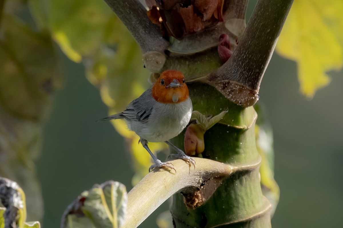 Fulvous-headed Tanager - ML641888974