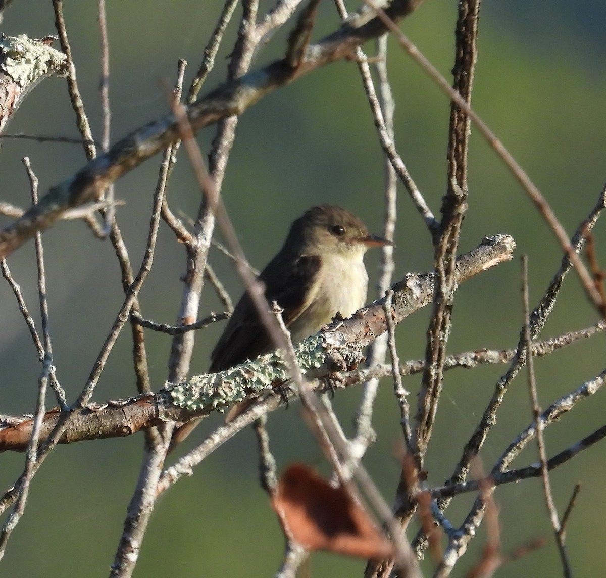 Eastern Wood-Pewee - ML641888976