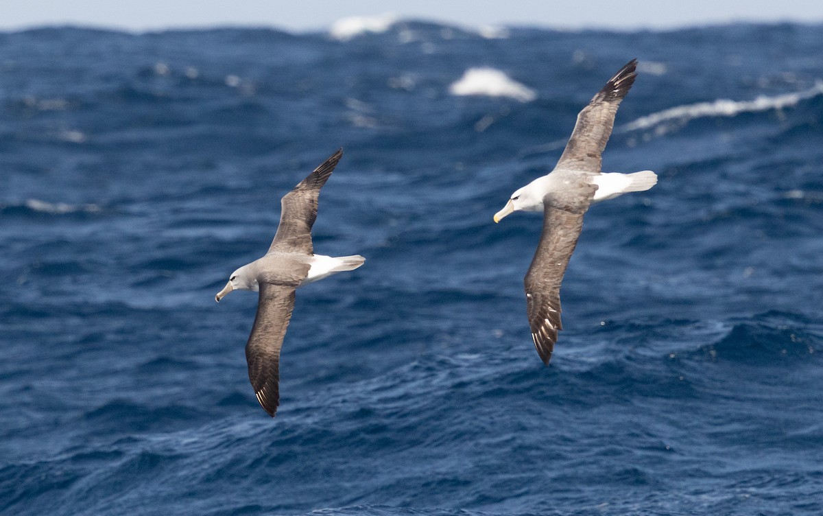 Salvin's Albatross - ML641888978