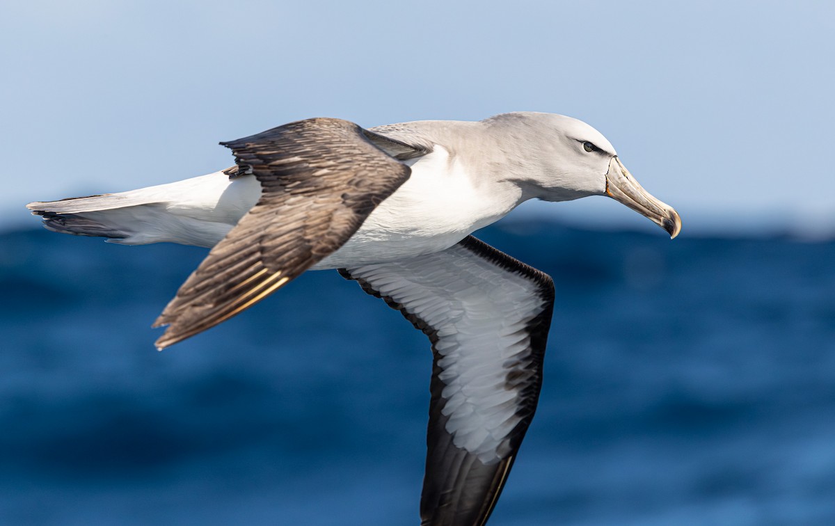 Salvin's Albatross - ML641888979