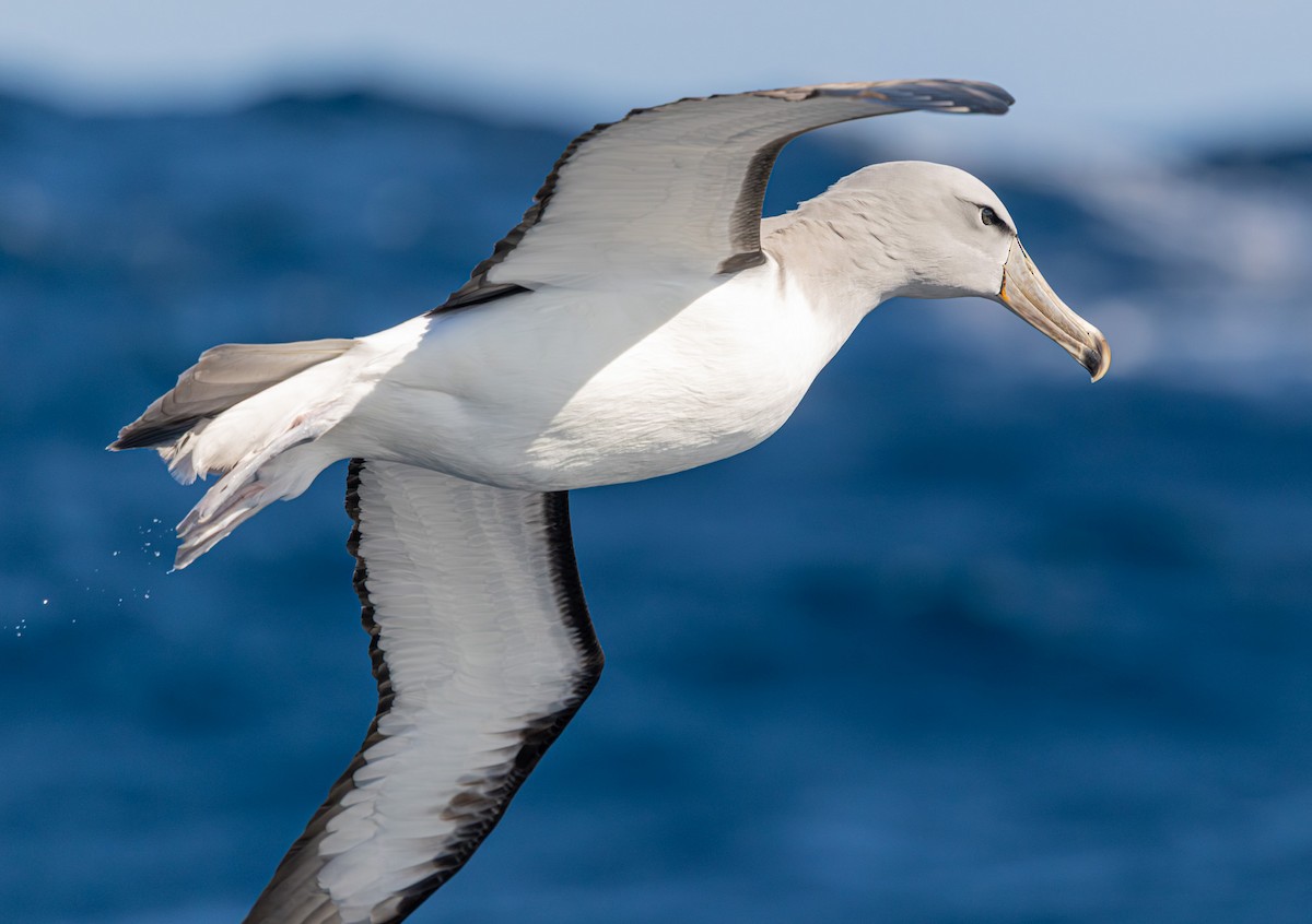 Salvin's Albatross - ML641888980