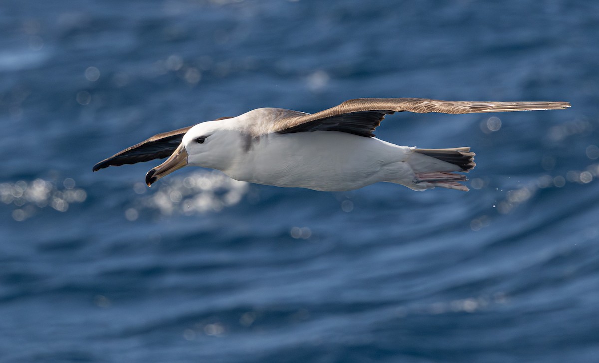Black-browed Albatross (Black-browed) - ML641889007