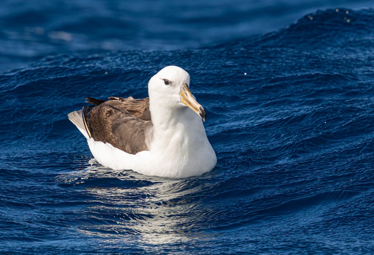 Black-browed Albatross (Black-browed) - ML641889008