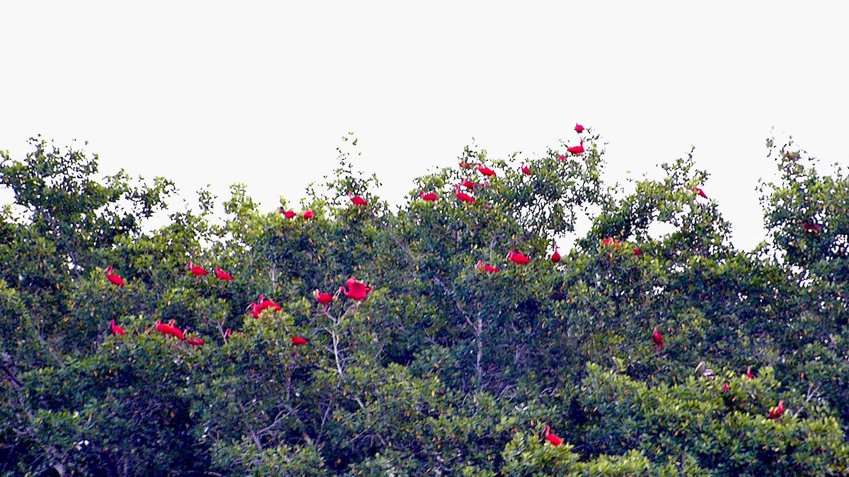 Ibis rouge - ML641889026