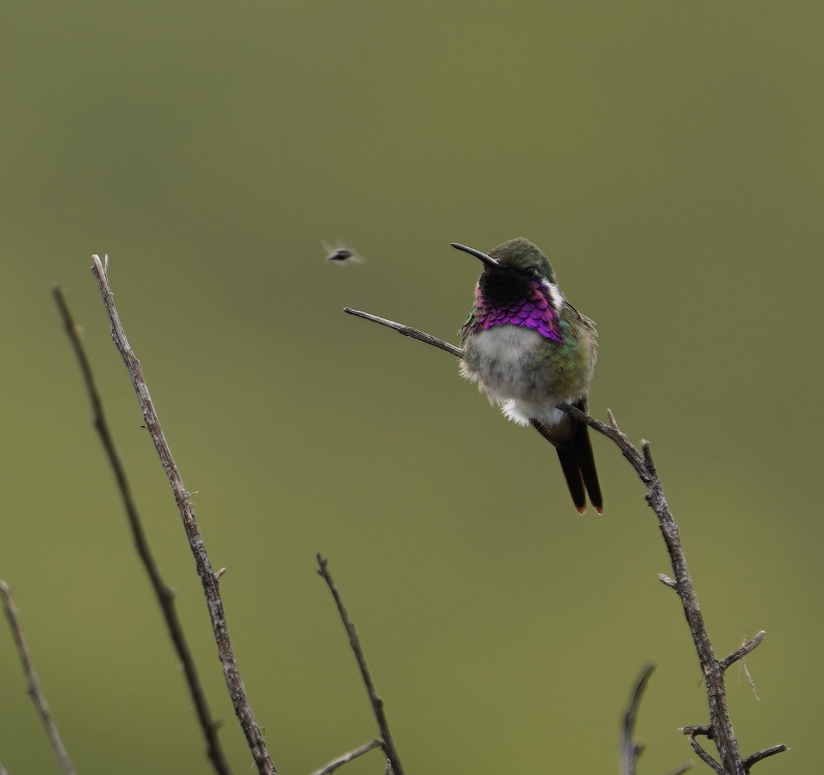 Beautiful Hummingbird - ML641889029