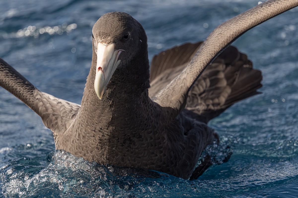 Southern Giant-Petrel - ML641889030