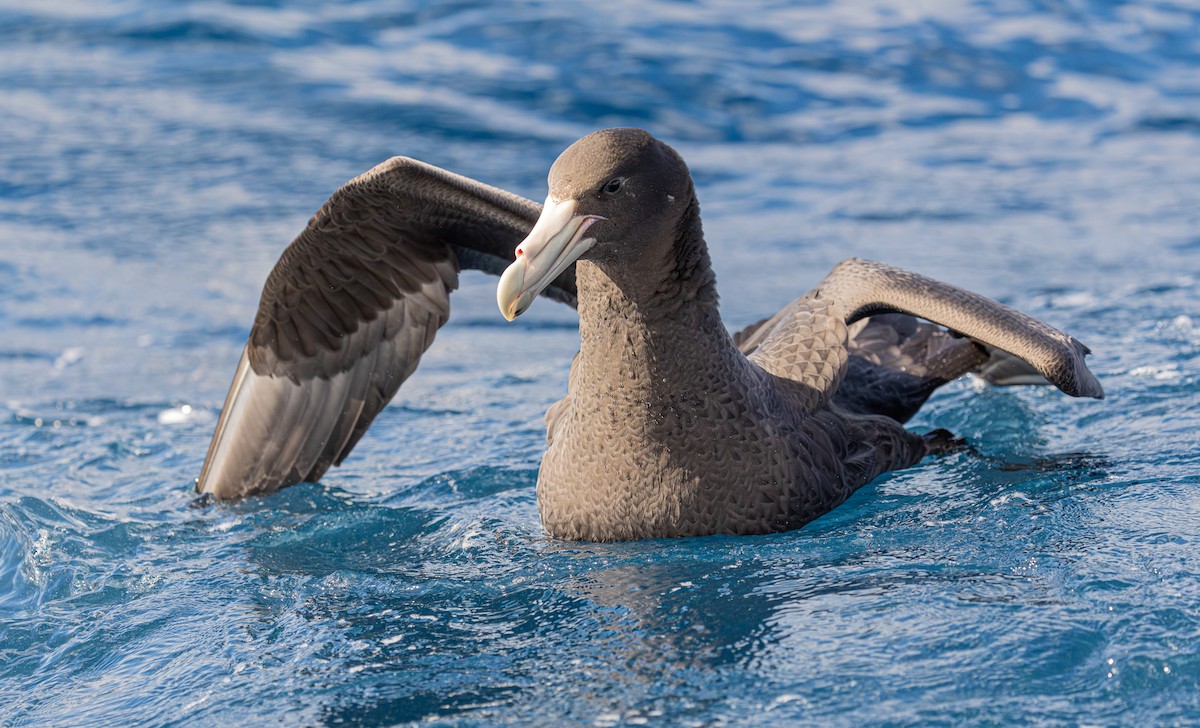 Southern Giant-Petrel - ML641889032