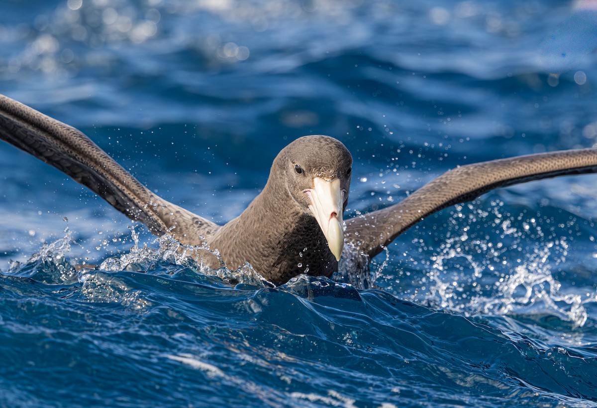 Southern Giant-Petrel - ML641889033