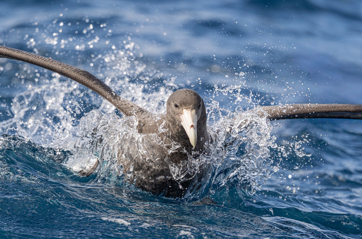 Southern Giant-Petrel - ML641889034