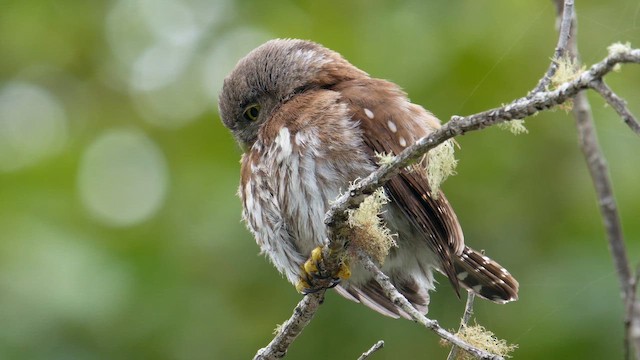 Northern Pygmy-Owl - ML641889045